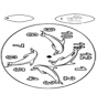 Clock dolphin