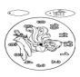 Clock Winx