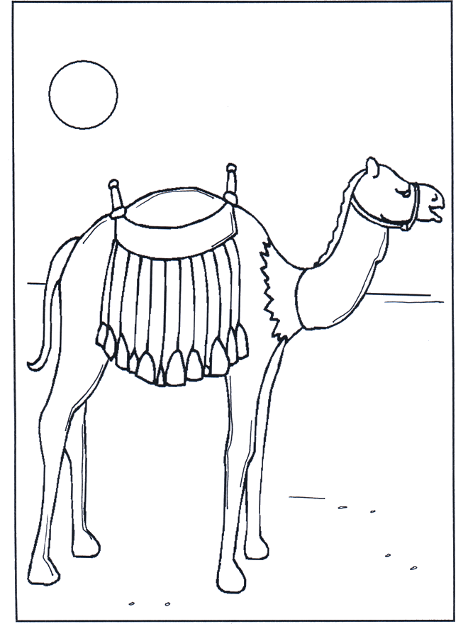 Camel in the sunshine - Fargeleggingstegninger dyrehage