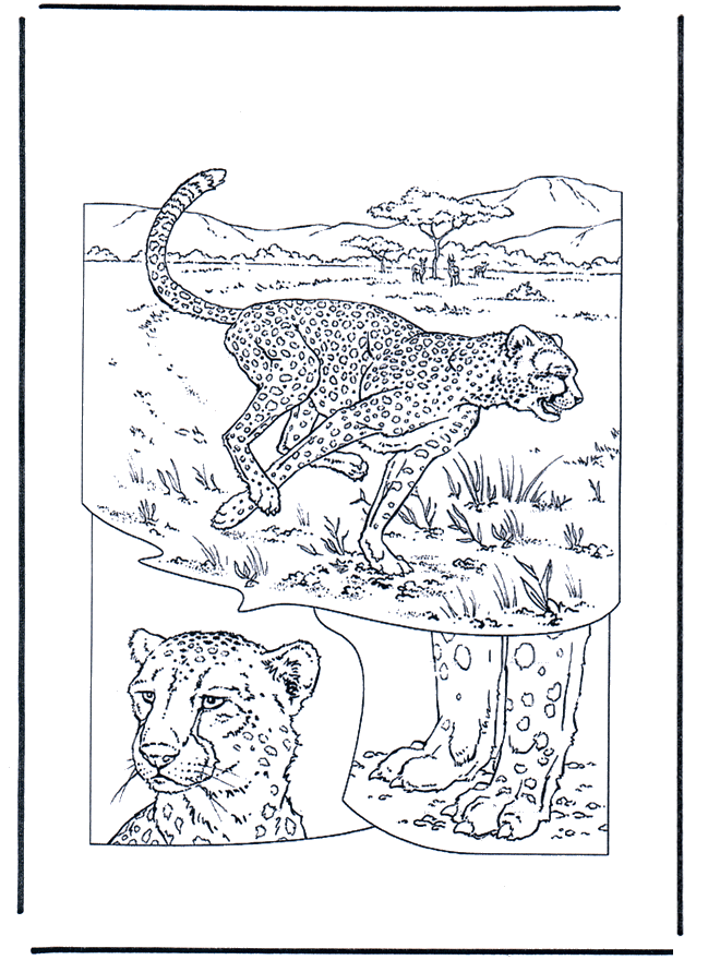 Cheetah 1 - Fargeleggingstegninger katteaktige dyr
