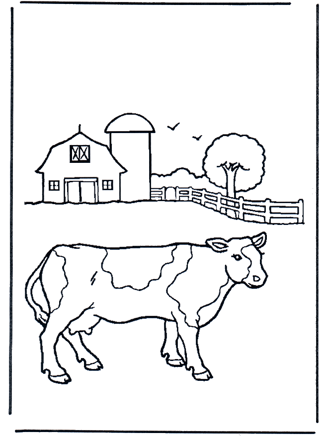 Cow on farm - Husdyr og gårdsdyr