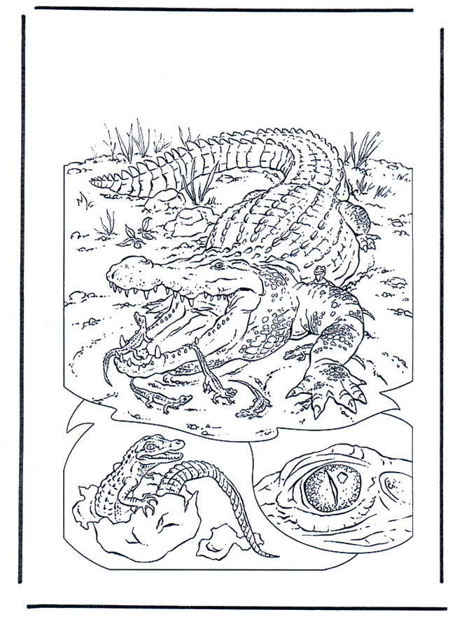  Crocodile 1 - Fargeleggingstegninger dyrehage