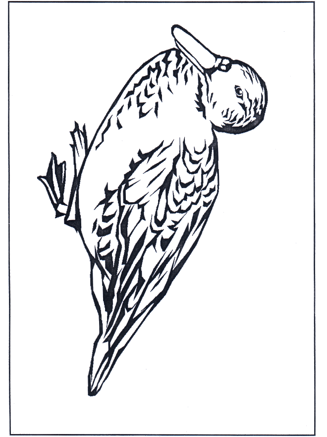 Duck 4 - Fargeleggingstegninger fugler