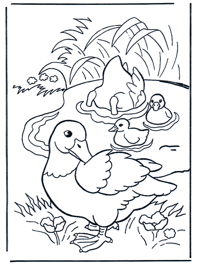 Ducks - Fargeleggingstegninger fugler