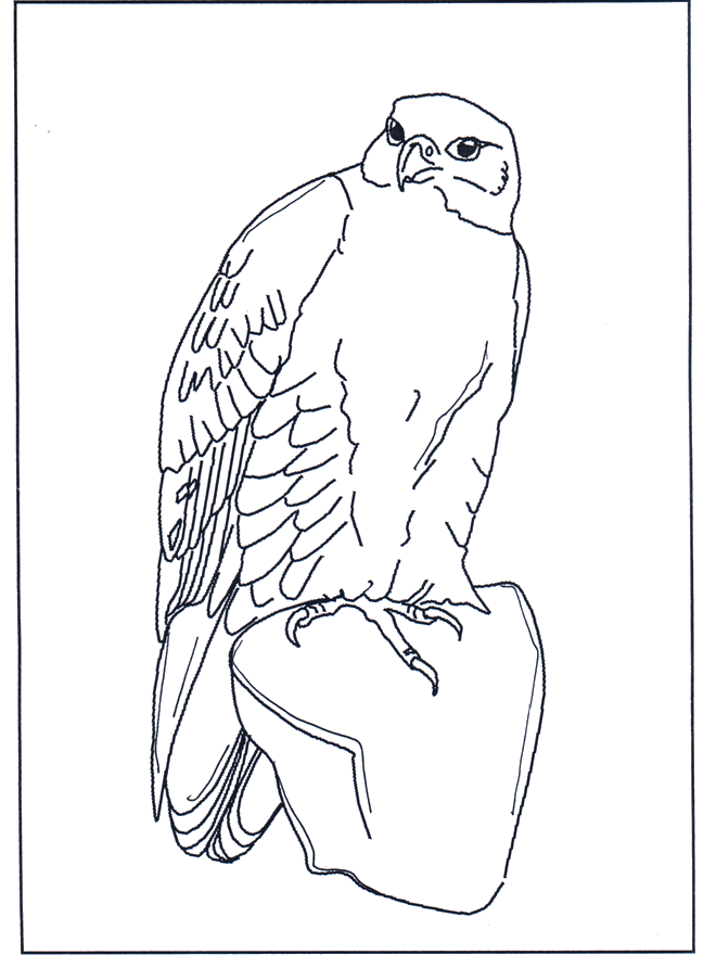 Falcon - Fargeleggingstegninger fugler