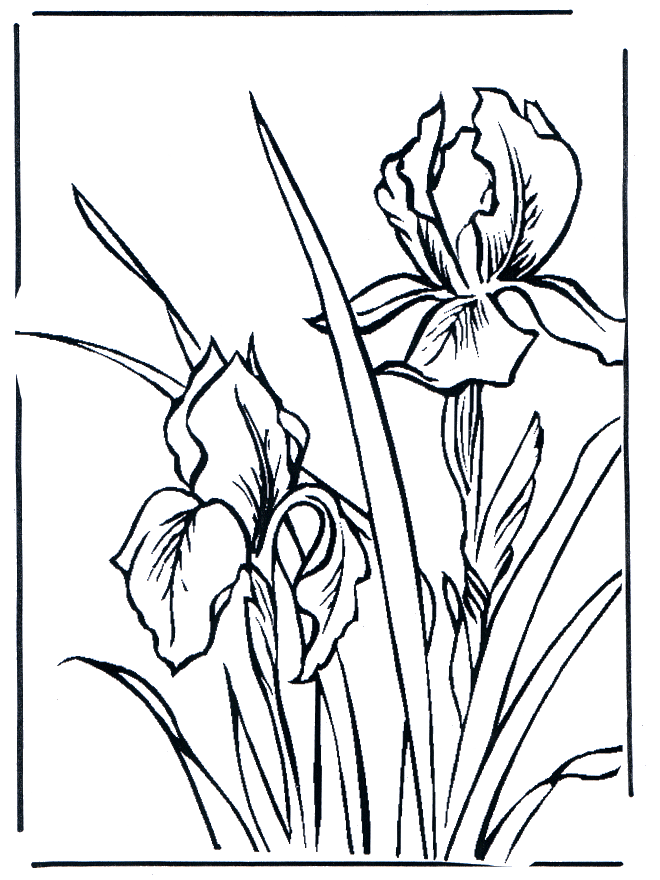 Flowers 1 - Fargeleggingstegninger blomster