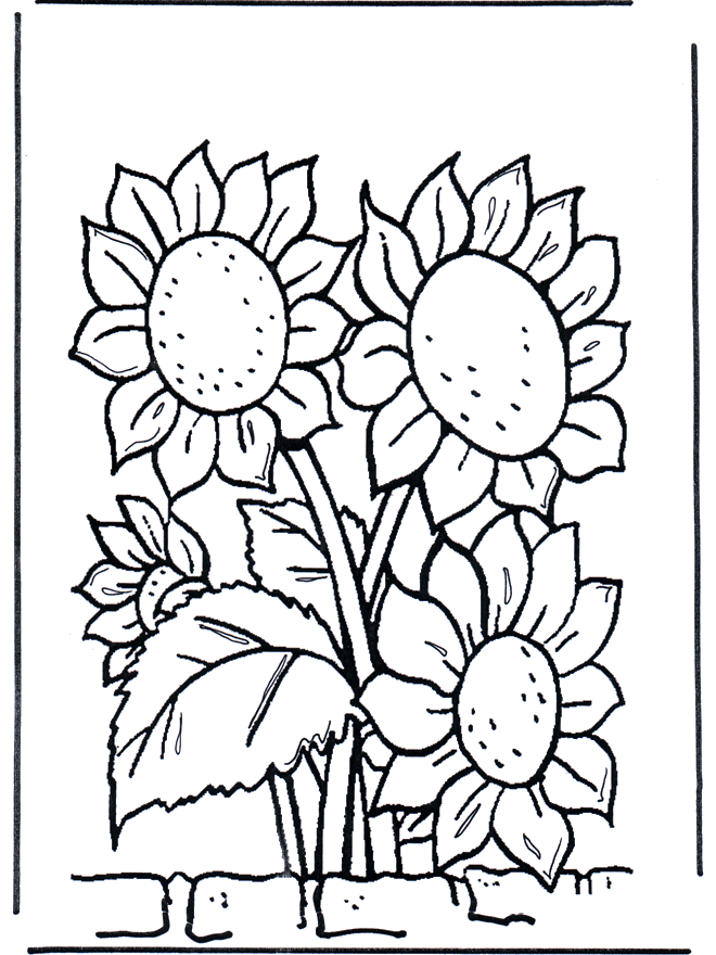 Flowers 8 - Fargeleggingstegninger blomster