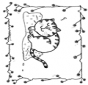 Free coloring pages cat