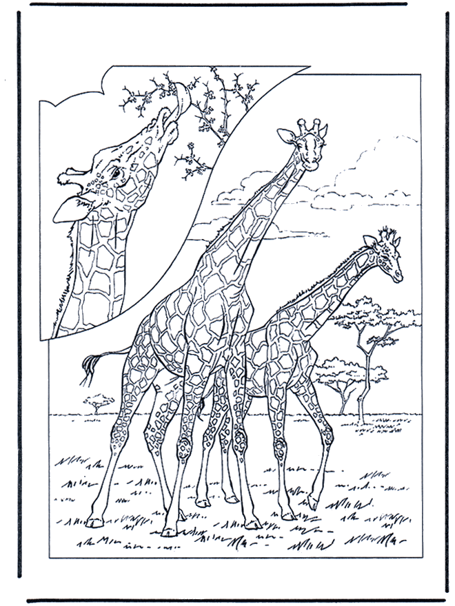 Giraffe 1 - Fargeleggingstegninger dyrehage
