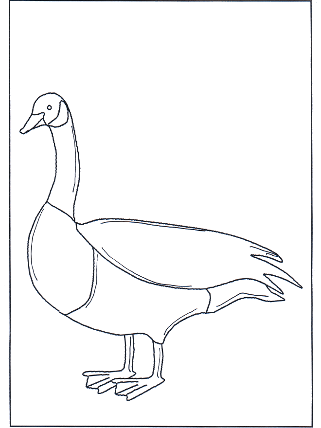 Goose - Fargeleggingstegninger fugler