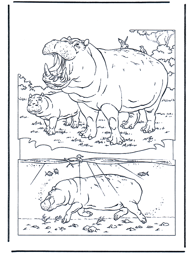 Hippo 1 - Fargeleggingstegninger dyrehage