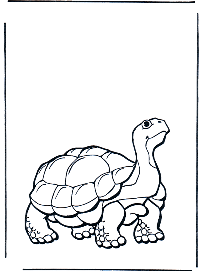 Land turtle - Fargeleggingstegninger dyrehage