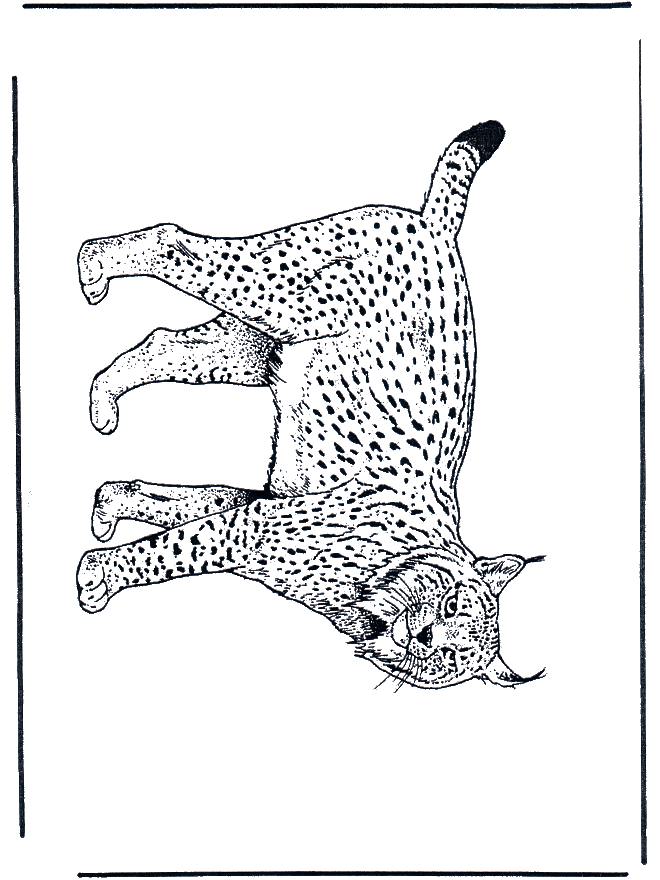 Lynx - Fargeleggingstegninger katteaktige dyr