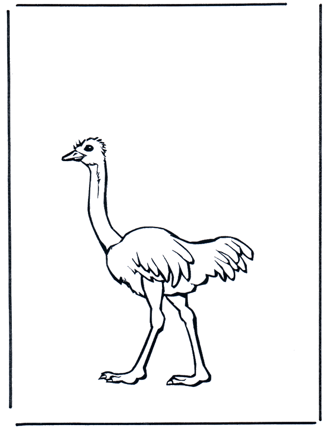 Ostrich 2 - Fargeleggingstegninger fugler