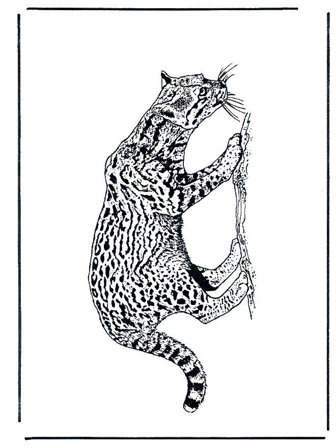 Panther - Fargeleggingstegninger katteaktige dyr