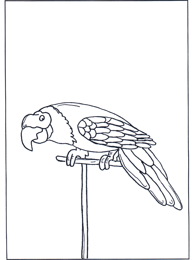 Parrot 3 - Fargeleggingstegninger fugler