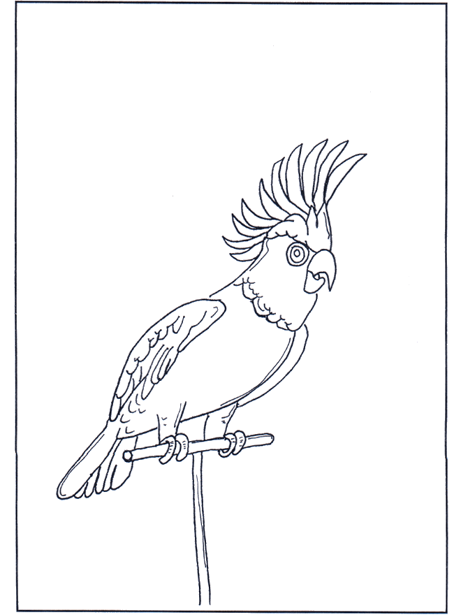 Parrot 4 - Fargeleggingstegninger fugler