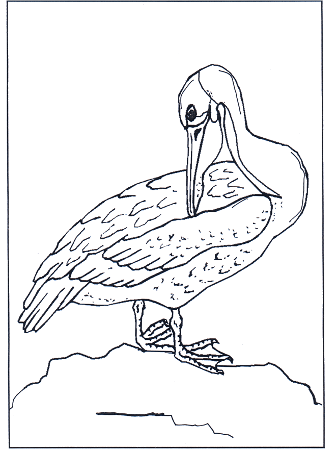 Pelican - Fargeleggingstegninger fugler
