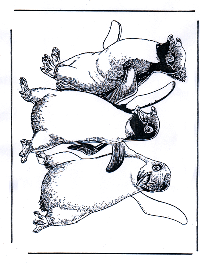 Penguin 1 - Fargeleggingstegninger dyrehage