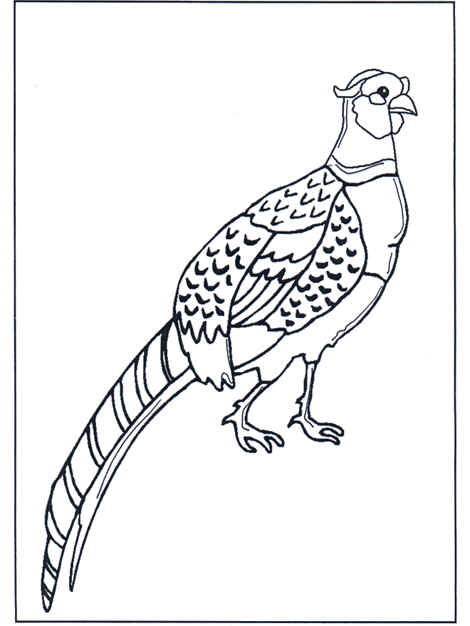 Pheasant - Fargeleggingstegninger fugler
