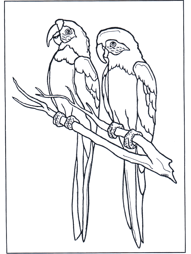 Two parrots - Fargeleggingstegninger fugler